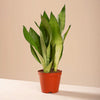 Sansevieria Moonshine H40 cm