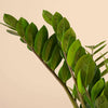 Zamioculcas zamiifolia (Zz plant) H45 cm