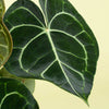 Anthurium clarinervium H35 cm