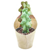 Myrtillocactus geometrizans (Boobie cactus) H15-20 cm