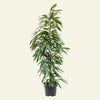 Ficus 'Amstel King' H150 cm