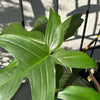 Philodendron 'Florida Green'