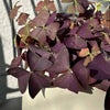 Oxalis triangularis 'Myke' H20 cm