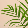 Parlor palm (Palmier pitic) H45-50 cm