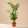 Parlor palm (Palmier pitic) H45-50 cm