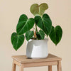 Philodendron Gloriosum H50 cm