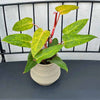 Philodendron 'Painted Lady' H35 cm