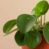 Pilea peperomioides (Chinese Money Plant) H20 cm