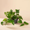 Scindapsus aureus (Pothos) H30 cm