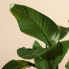 Strelitzia nicolai (Pasărea paradisului) H150 cm