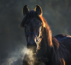 Spirulina for horses