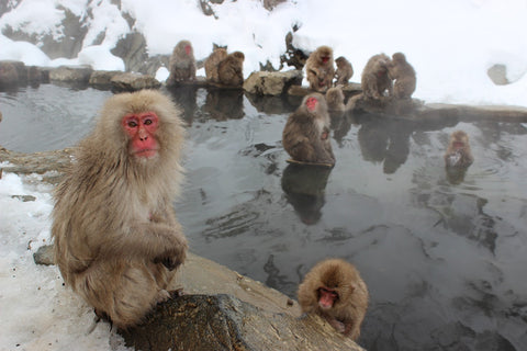 onsen saru singe eau chaude