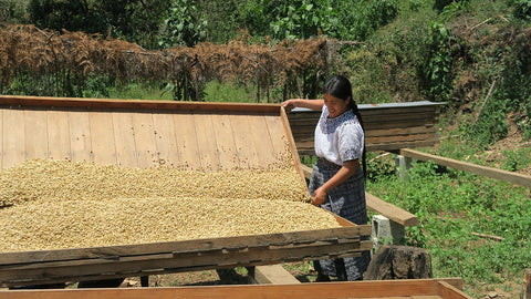 Woman working on the coffee farm - Café Femenino
