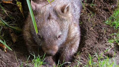 Hairy Nose Wombat