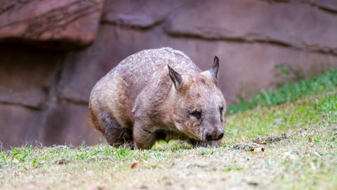 Hairy Nosed Wombat