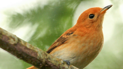 Rarotonga Flycatcher