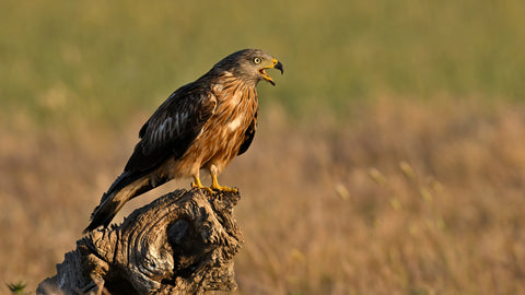 Red Kite Bird