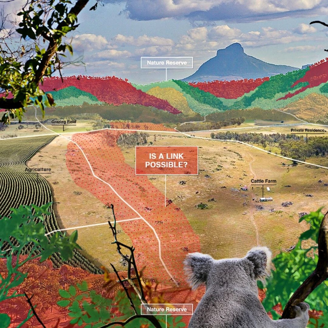 AKF Koala Kiss Project