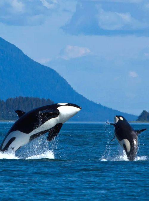 Orca Natural Habitat