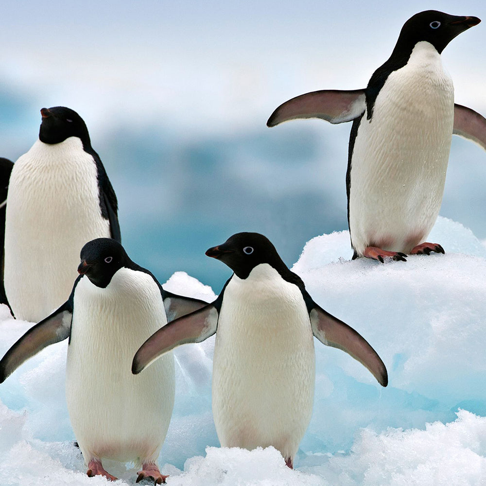 Adélie Penguins