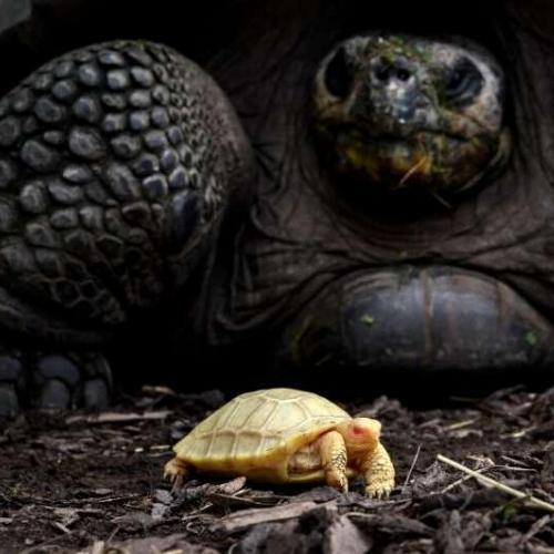 Albino Baby Tortoise