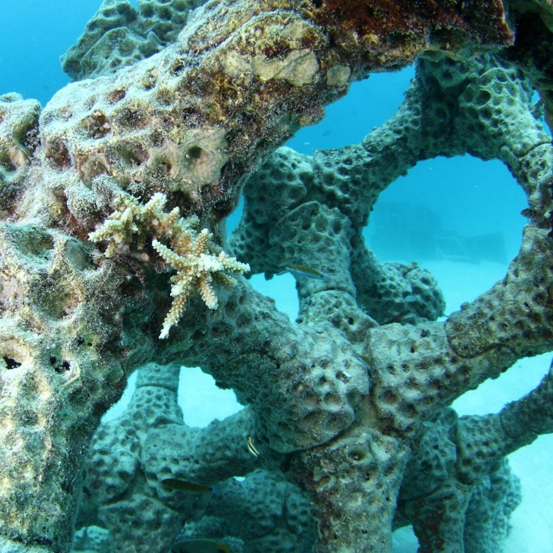 Alex Goad 3D Coral Reef Installation