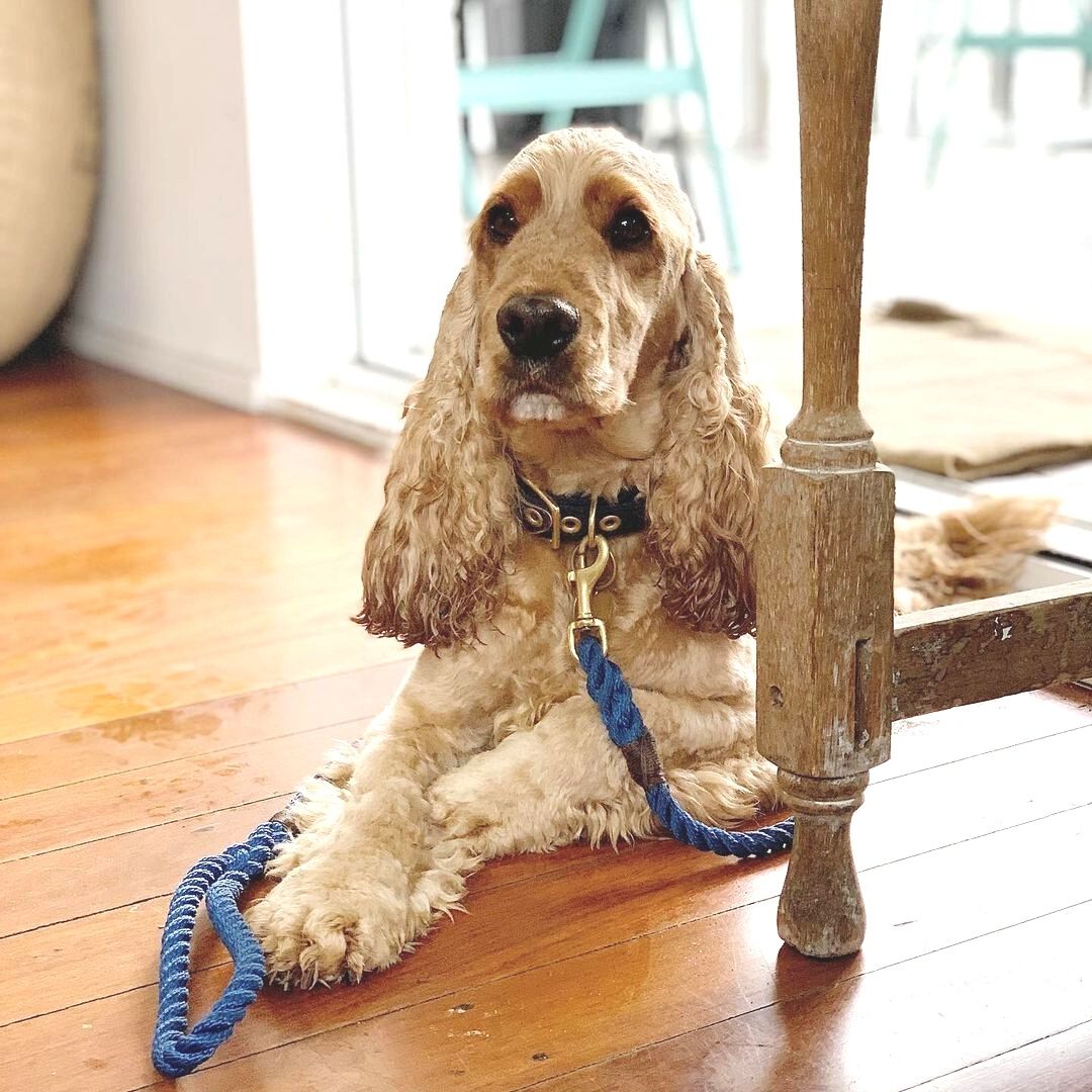 Animals in Charge Rope Dog Leash - Royal Navy + Brass