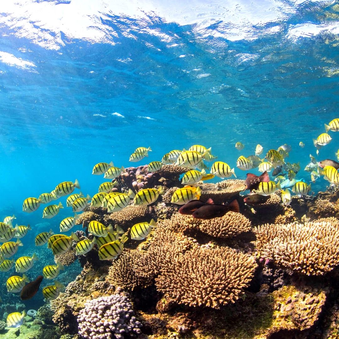 Australia Marine Life Coral Reef