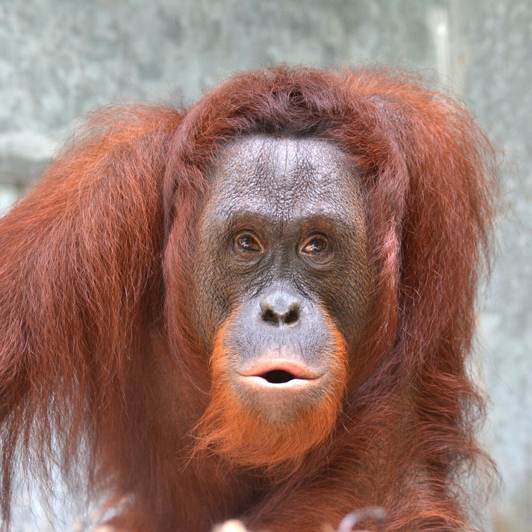 BOS Australia Suayap Orangutan