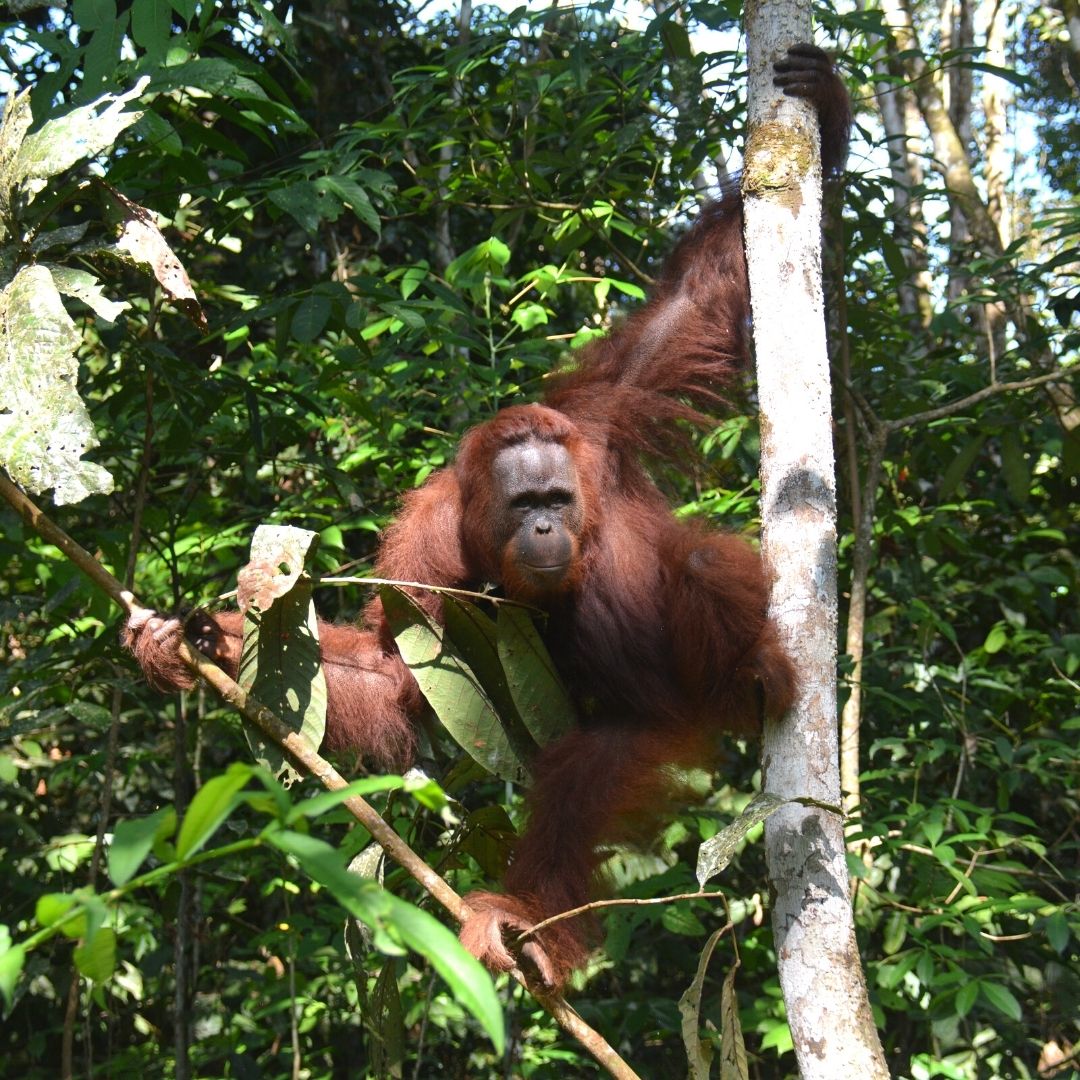BOS Australia Threats To Orangutans