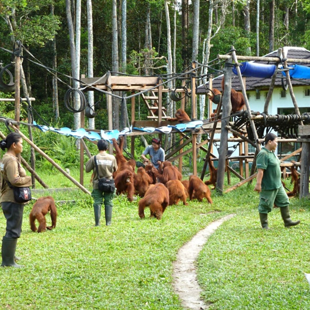 BOS Nyaru Menteng Orangutan Rehabilitation