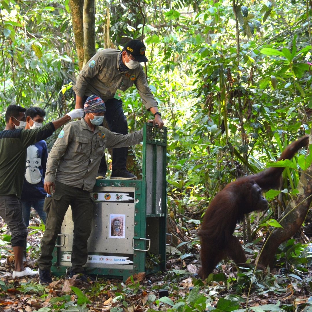 BOS Orangutan Release In Borneo