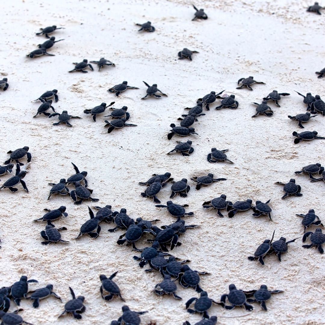 Baby Turtle Hatchlings On Beach