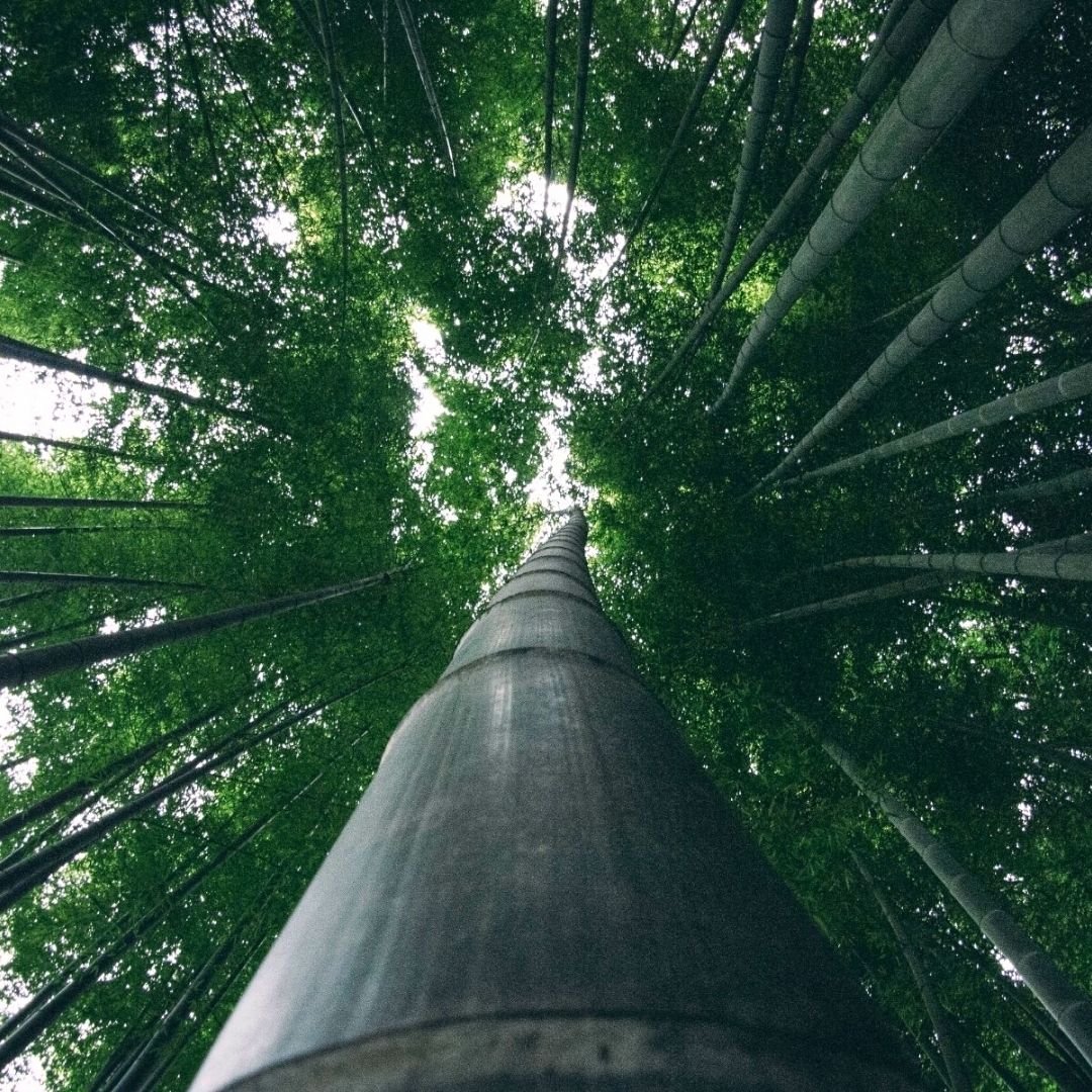 Bamboo Carbon Sink