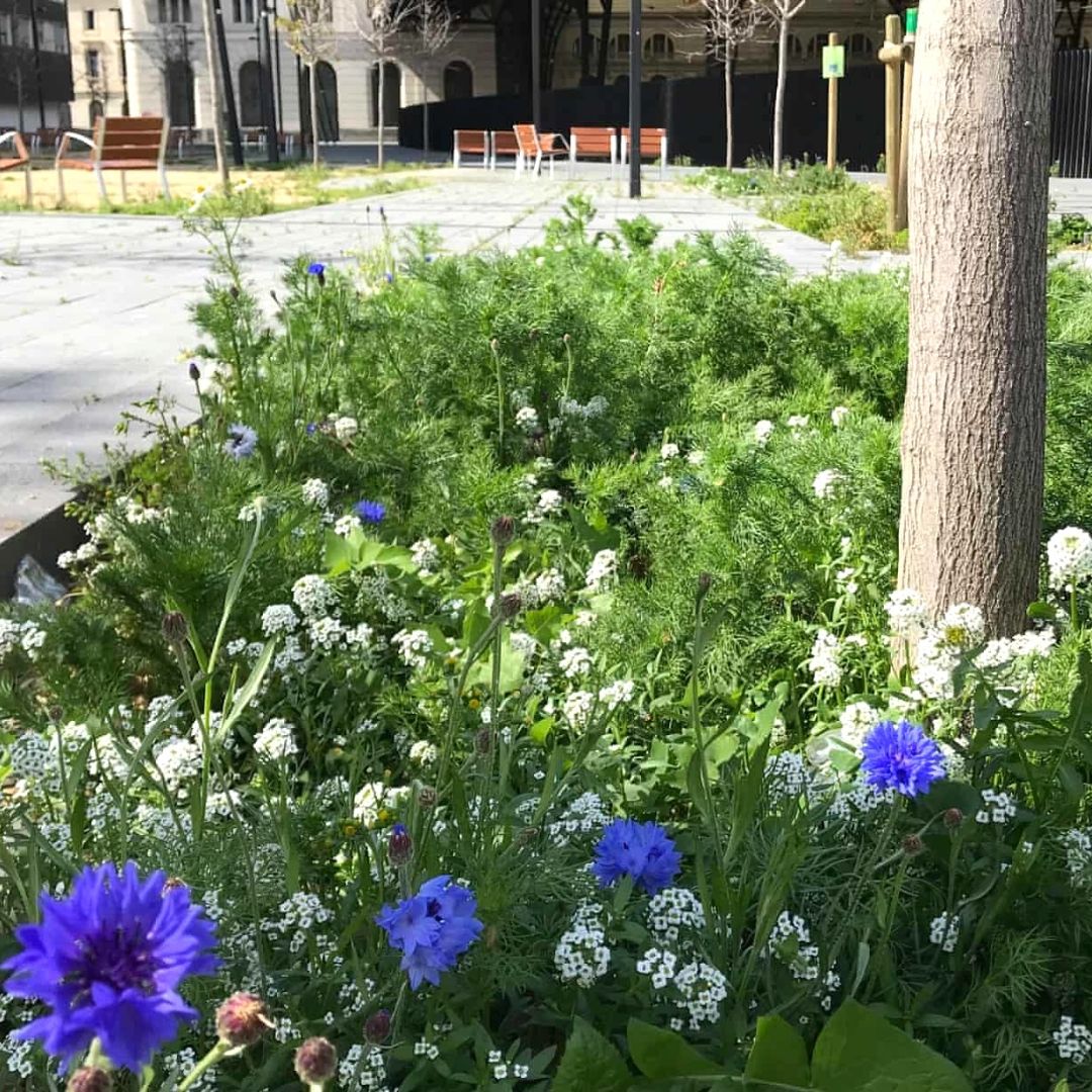 Barcelona Wildflowers Rewilding