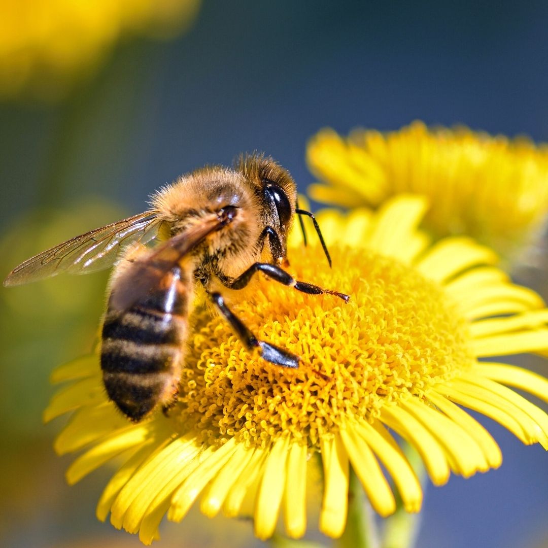 Bee On Yellow Flower