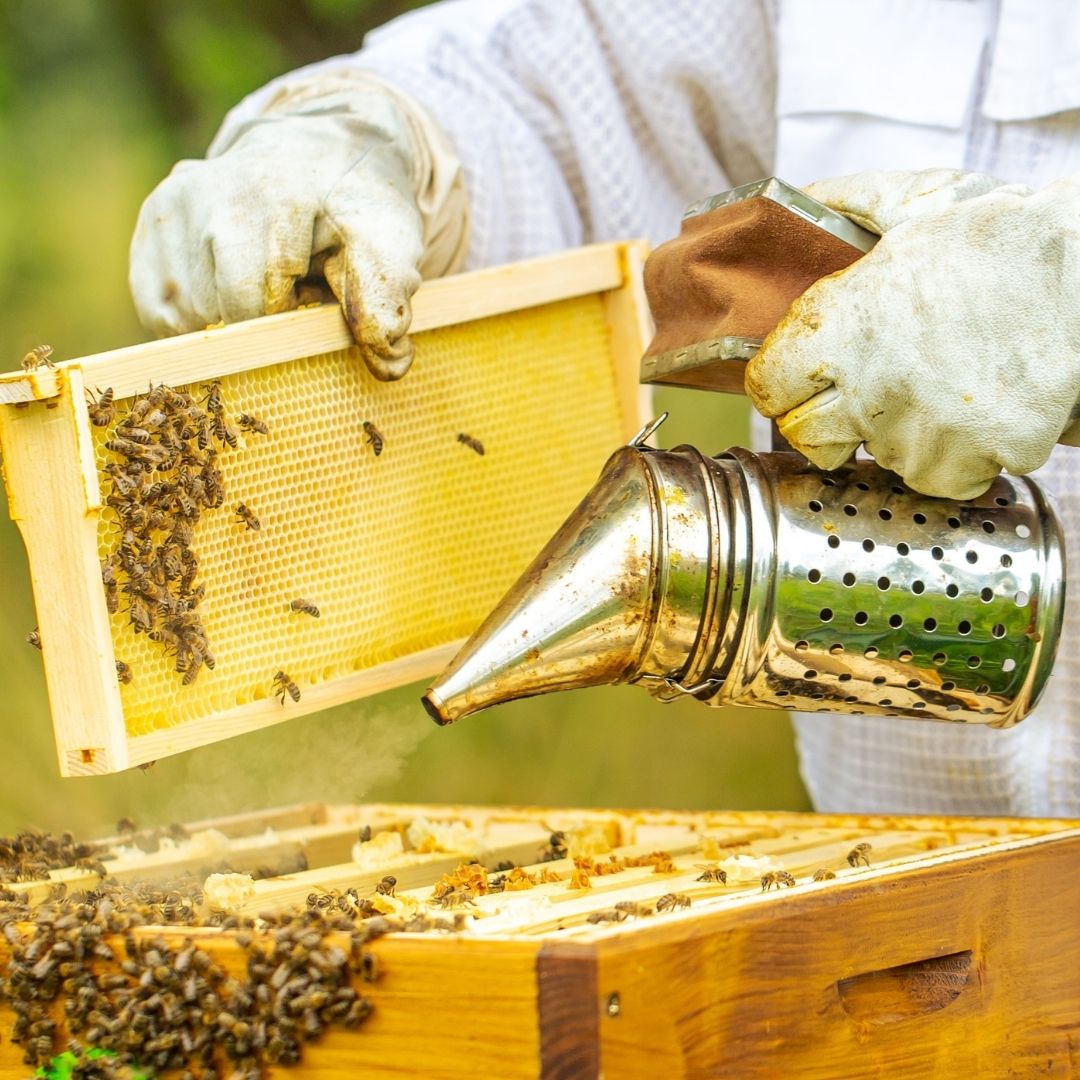 Beekeeper Honey Bees