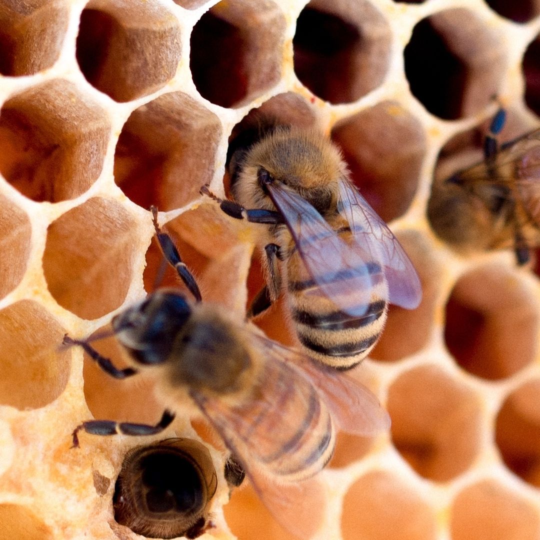 Bees In Beehive