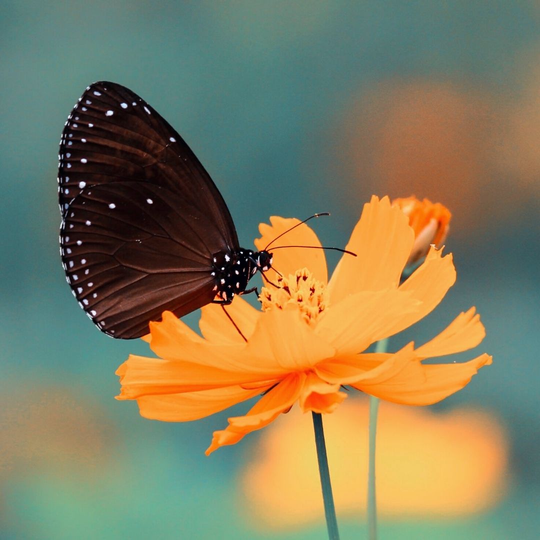Black Butterfly On Flower