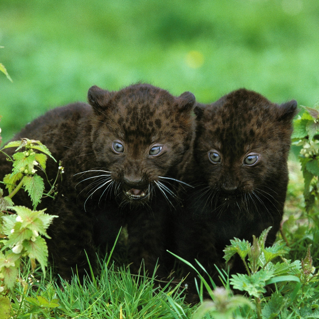 Black Panther Cubs