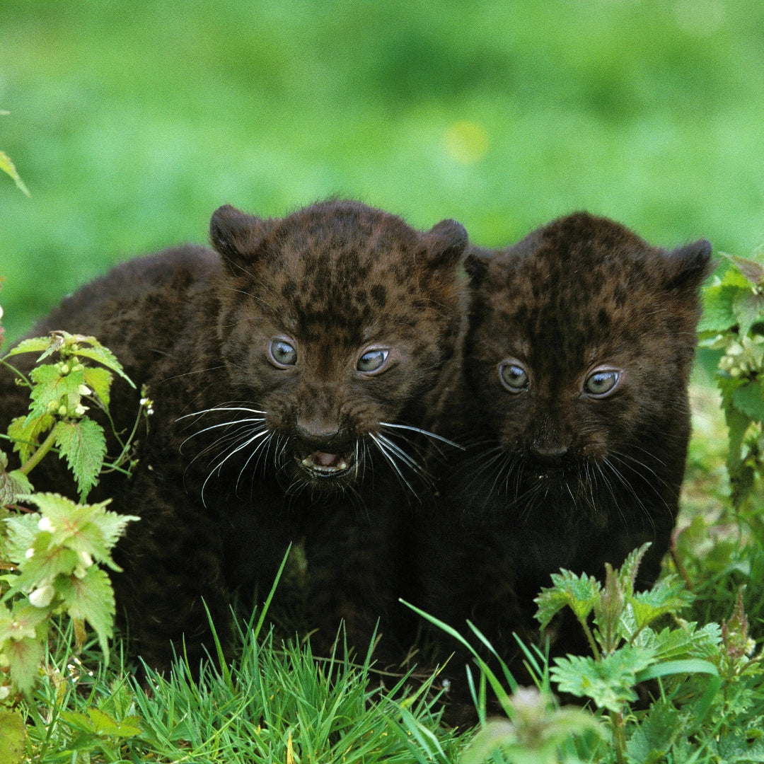 baby panthers