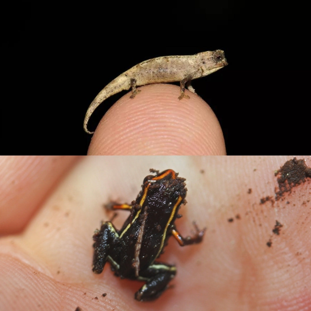 Brookesia Lizard Nana & Monte Iberia Dwarf Frog