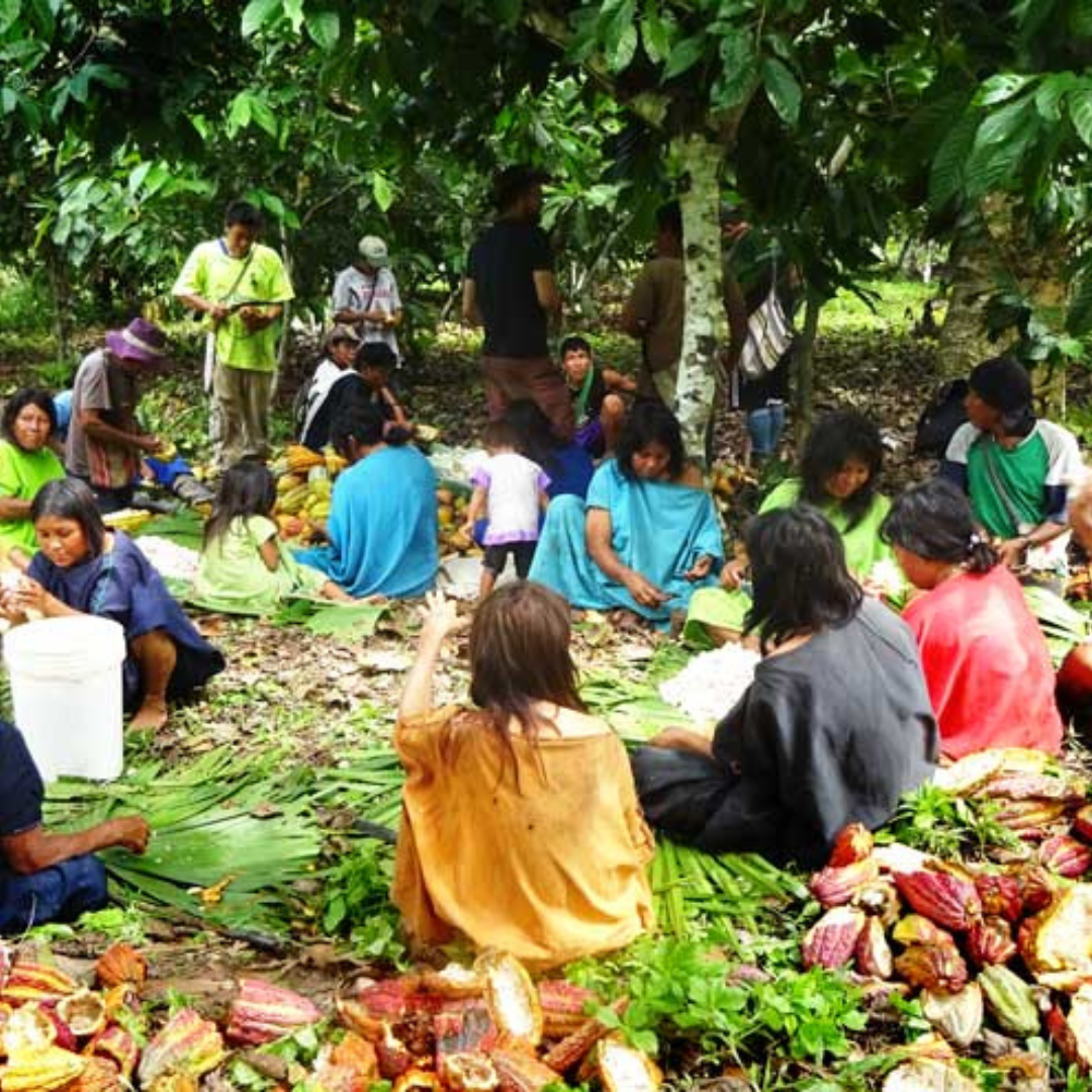 Cacao Harvest