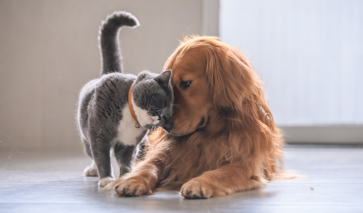 Essential Oils and Your Pets