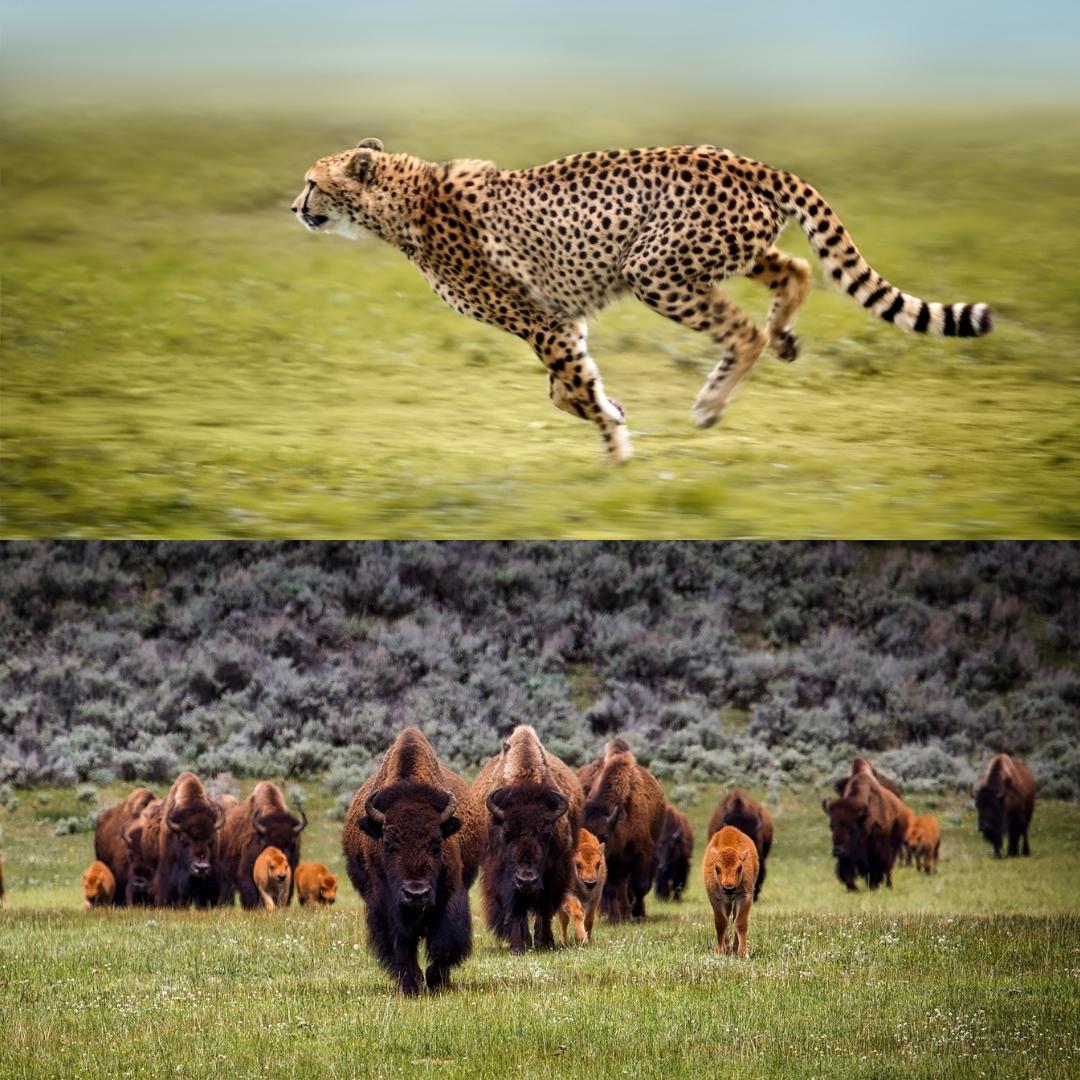 Cheetah & Wild Bison