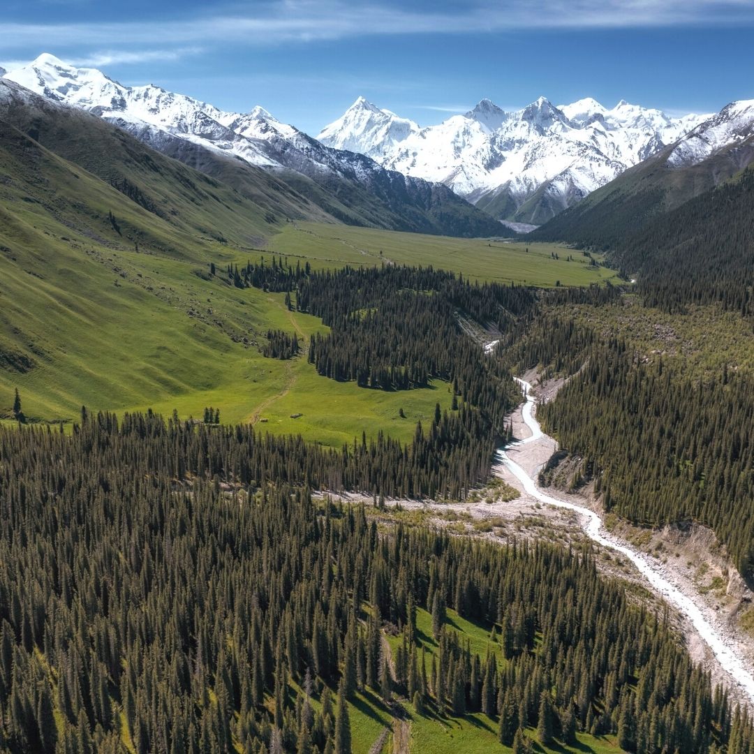 China Xinjiang Forest