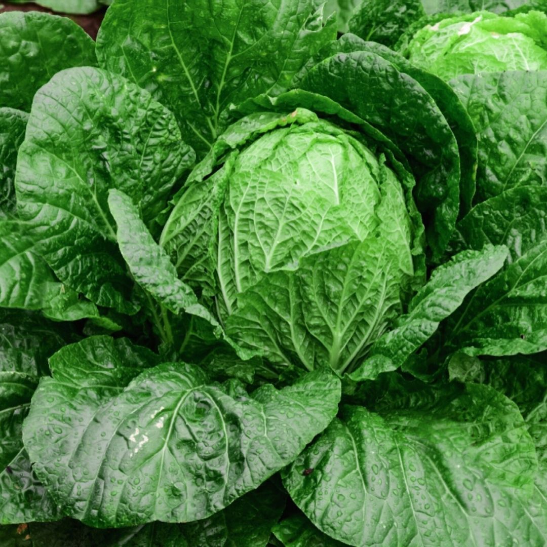 Chinese Cabbage Food Waste Blocks