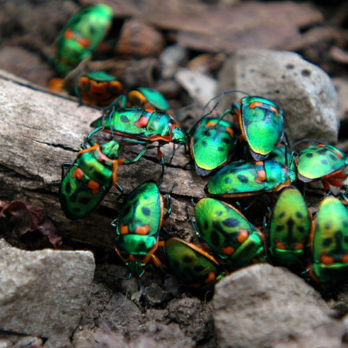 Climate Change and Christmas Beetles 