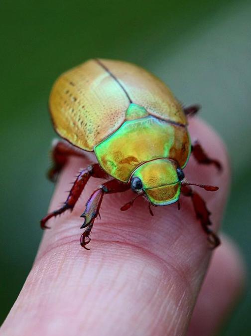 What do Christmas beetles look like?