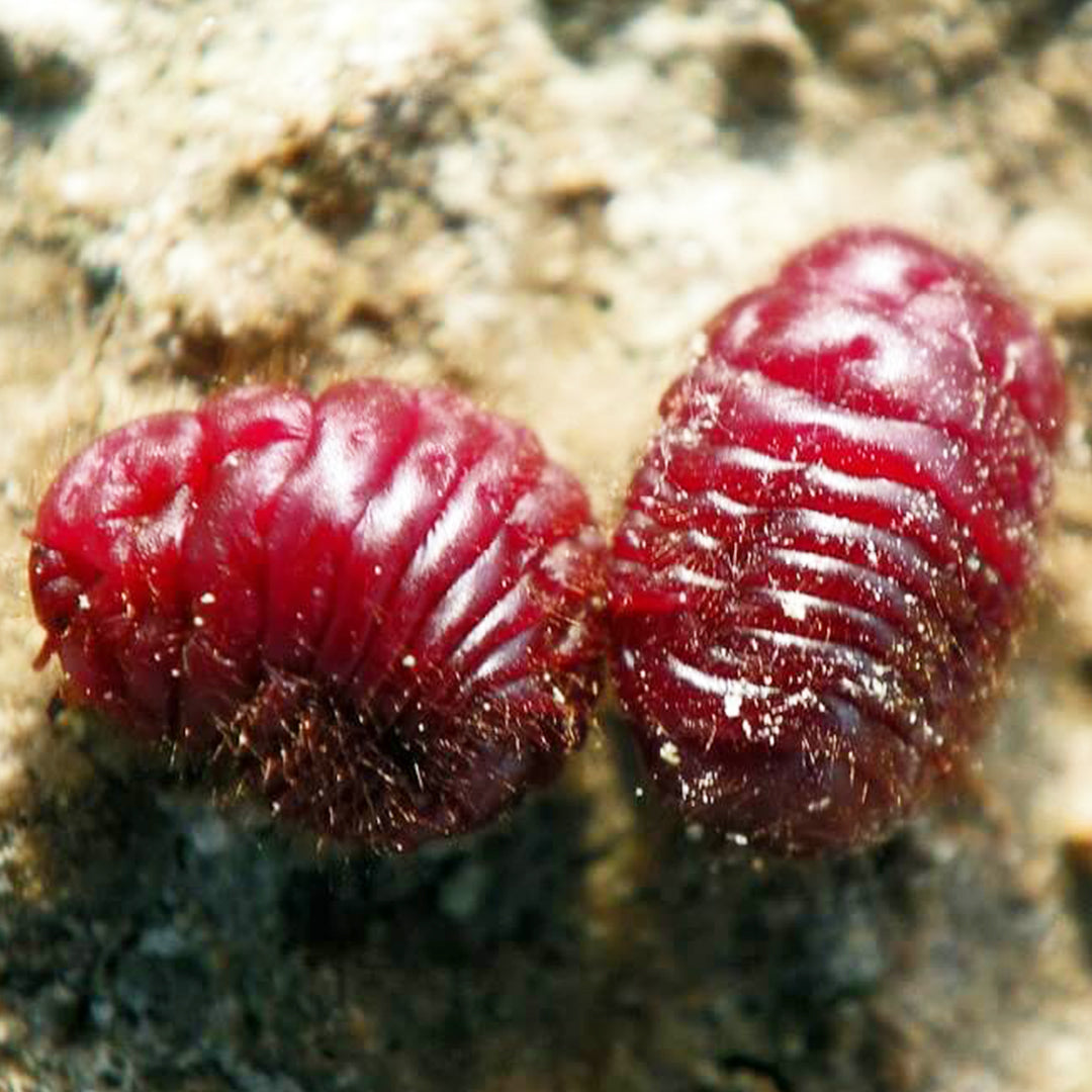 Cochineal-Carmine Beetle